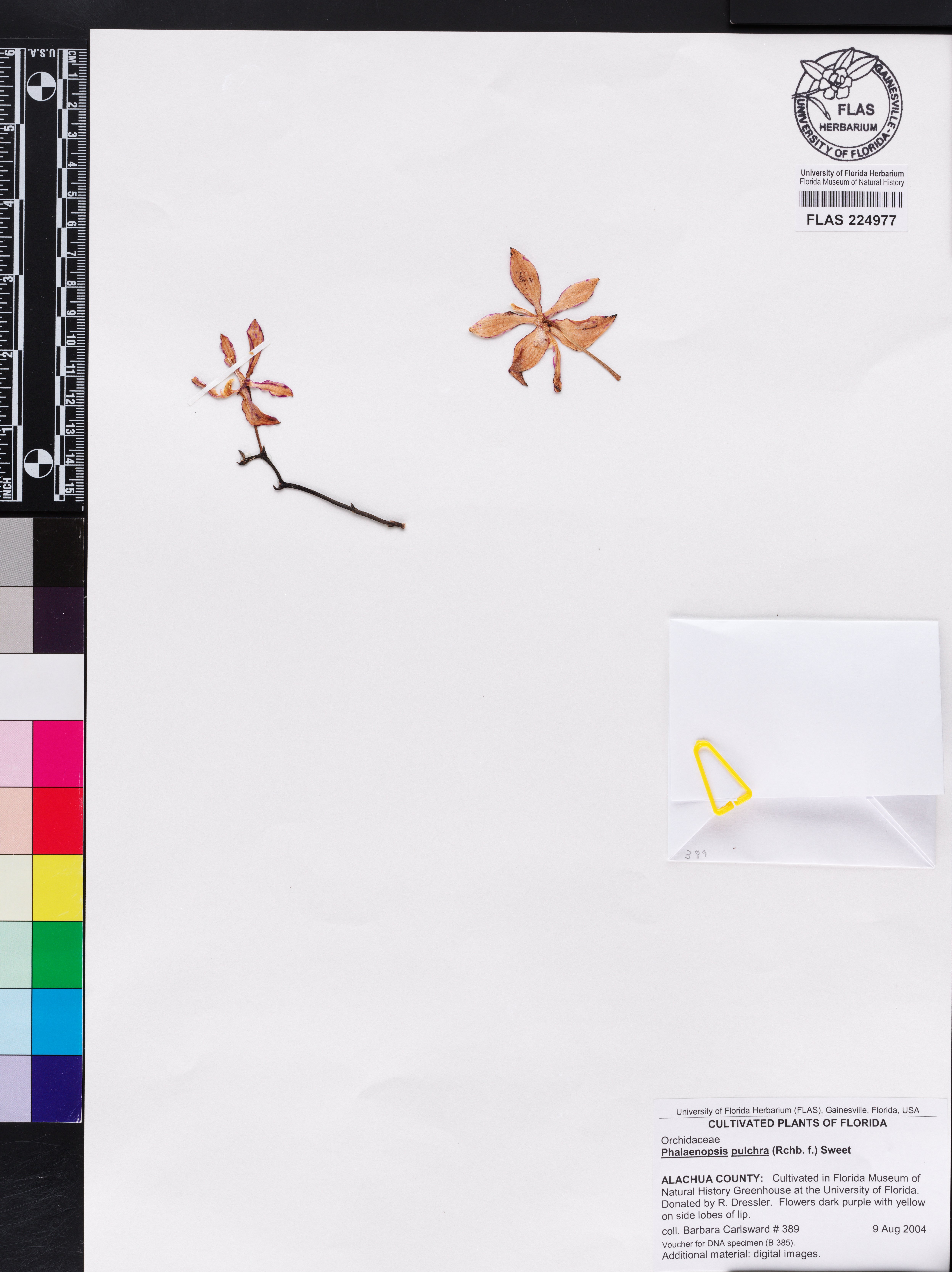 Phalaenopsis Pulchra