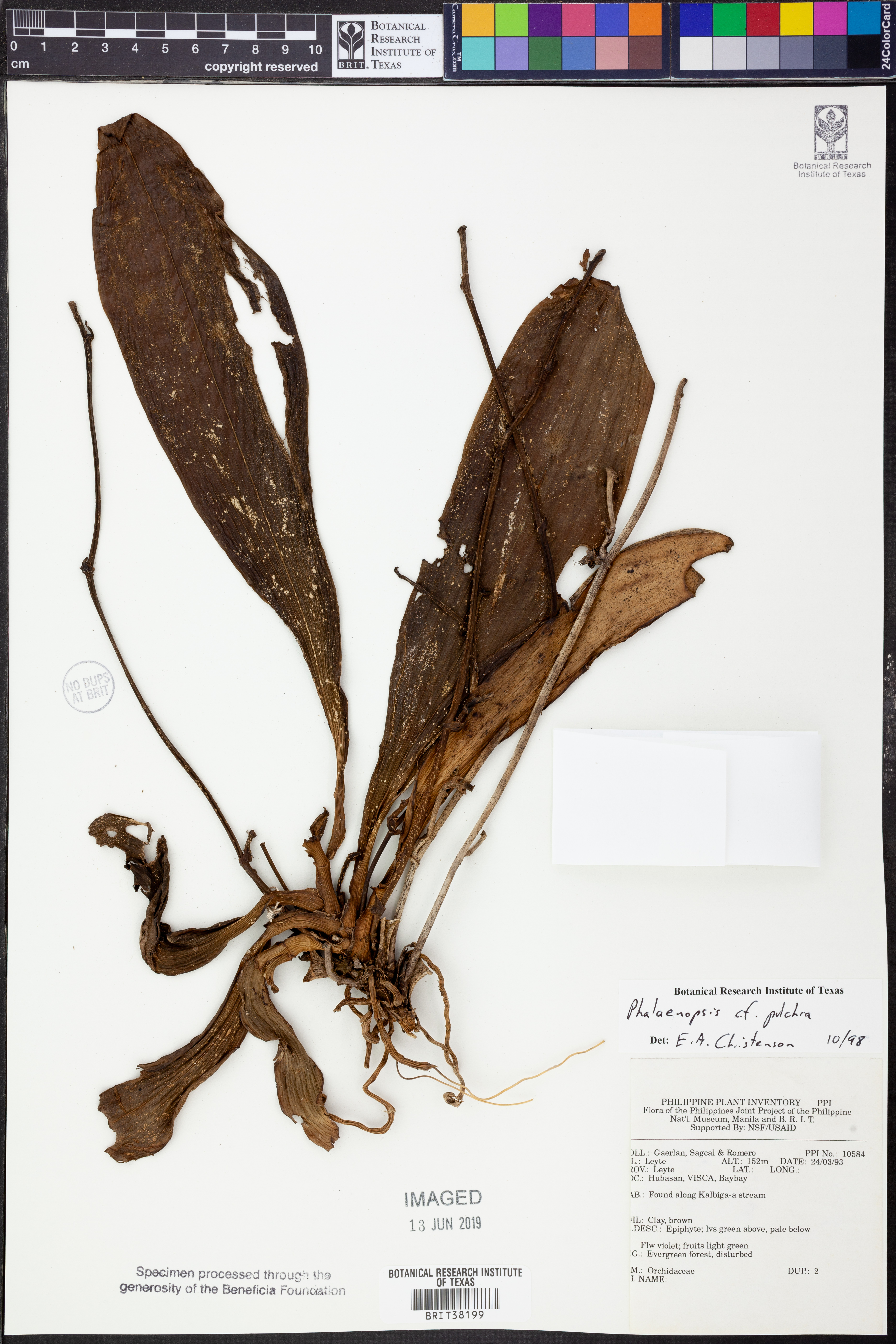 Phalaenopsis Pulchra