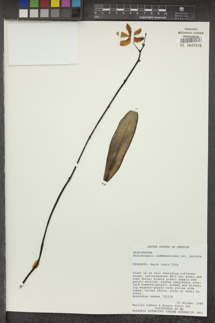Phalaenopsis Pulchra
