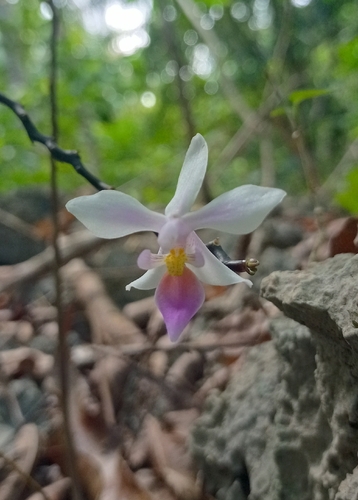 Phalaenopsis Equestris