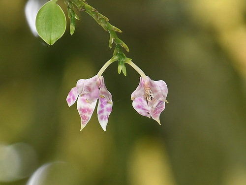 Phalaenopsis Hieroglyphica