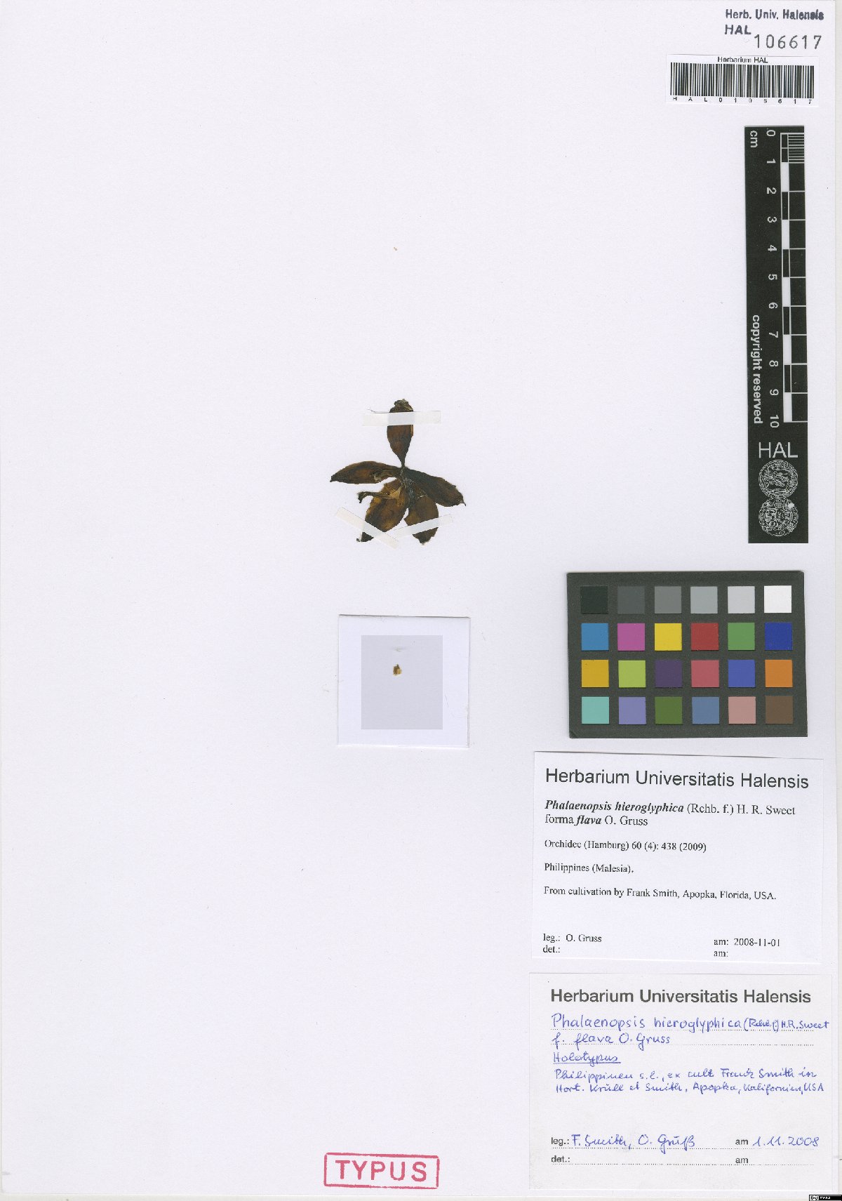 Phalaenopsis Hieroglyphica