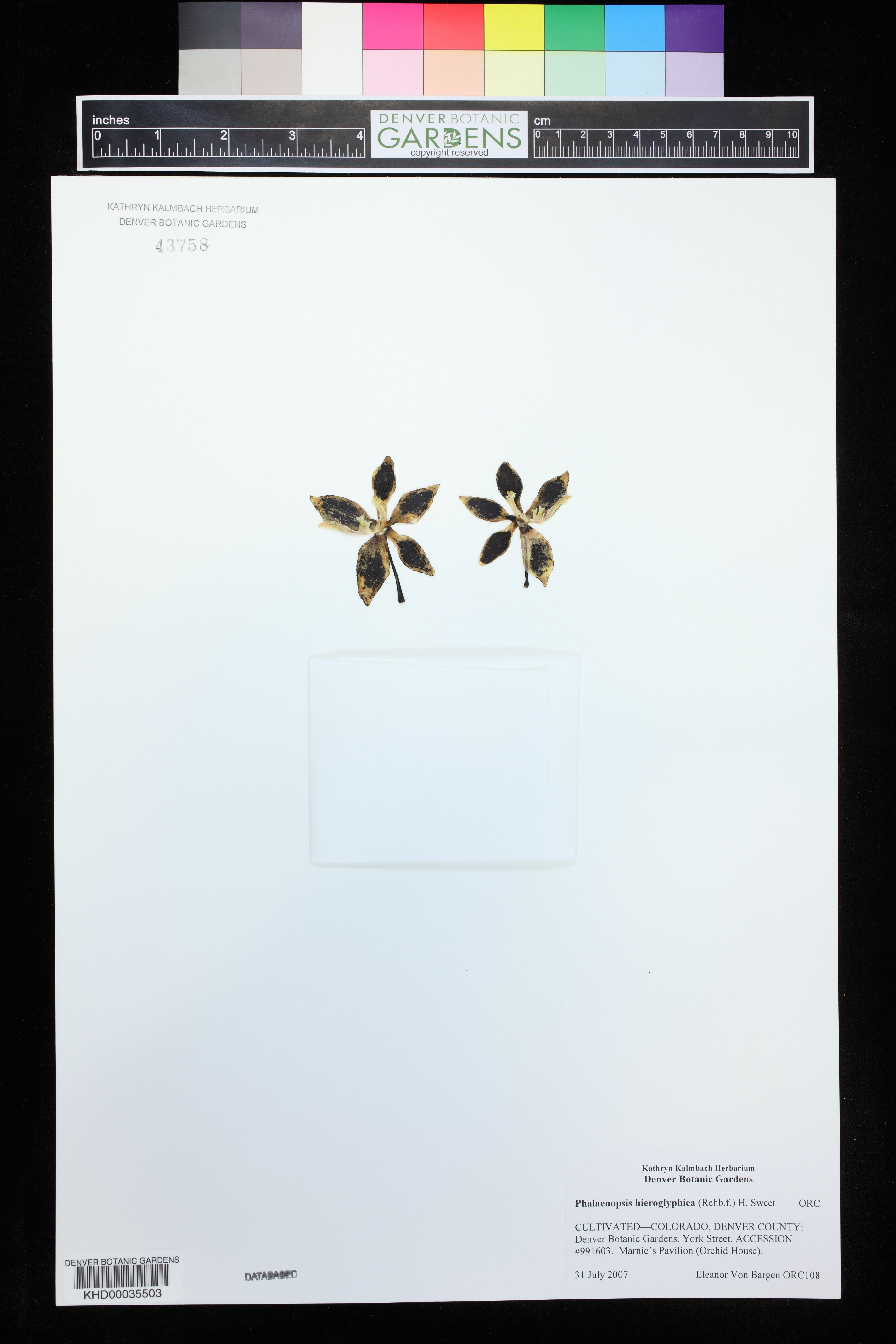 Phalaenopsis Hieroglyphica