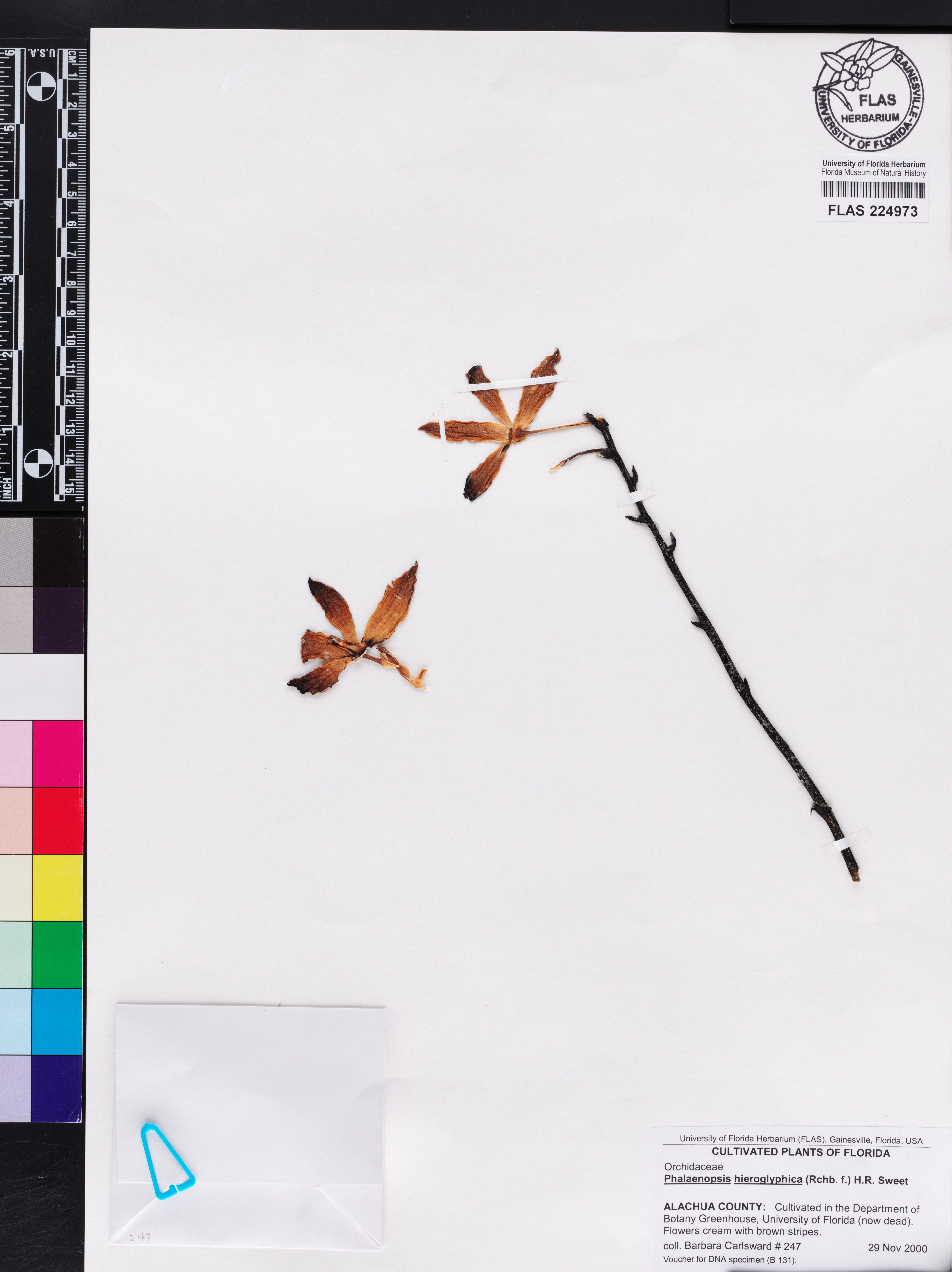 Phalaenopsis Hieroglyphica