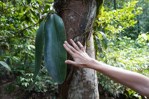 Phalaenopsis Gigantea