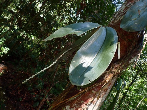 Phalaenopsis Gigantea