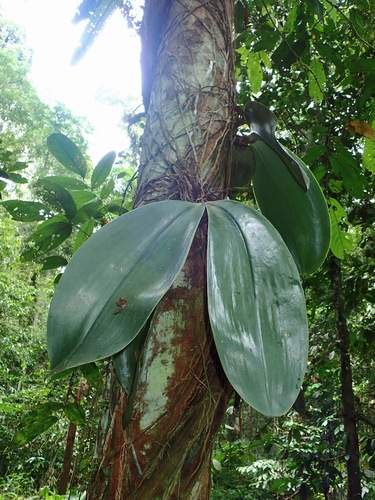 Phalaenopsis Gigantea