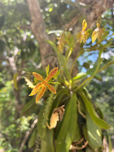 Phalaenopsis Cornu-cervi