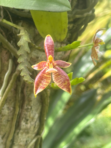 Phalaenopsis Cornu-cervi