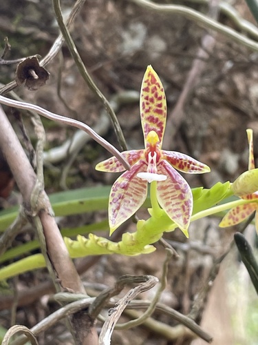 Phalaenopsis Cornu-cervi