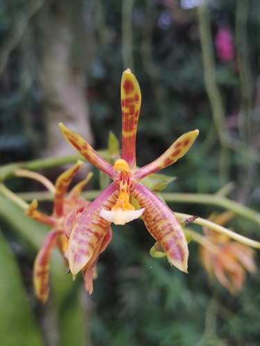 Phalaenopsis Mannii