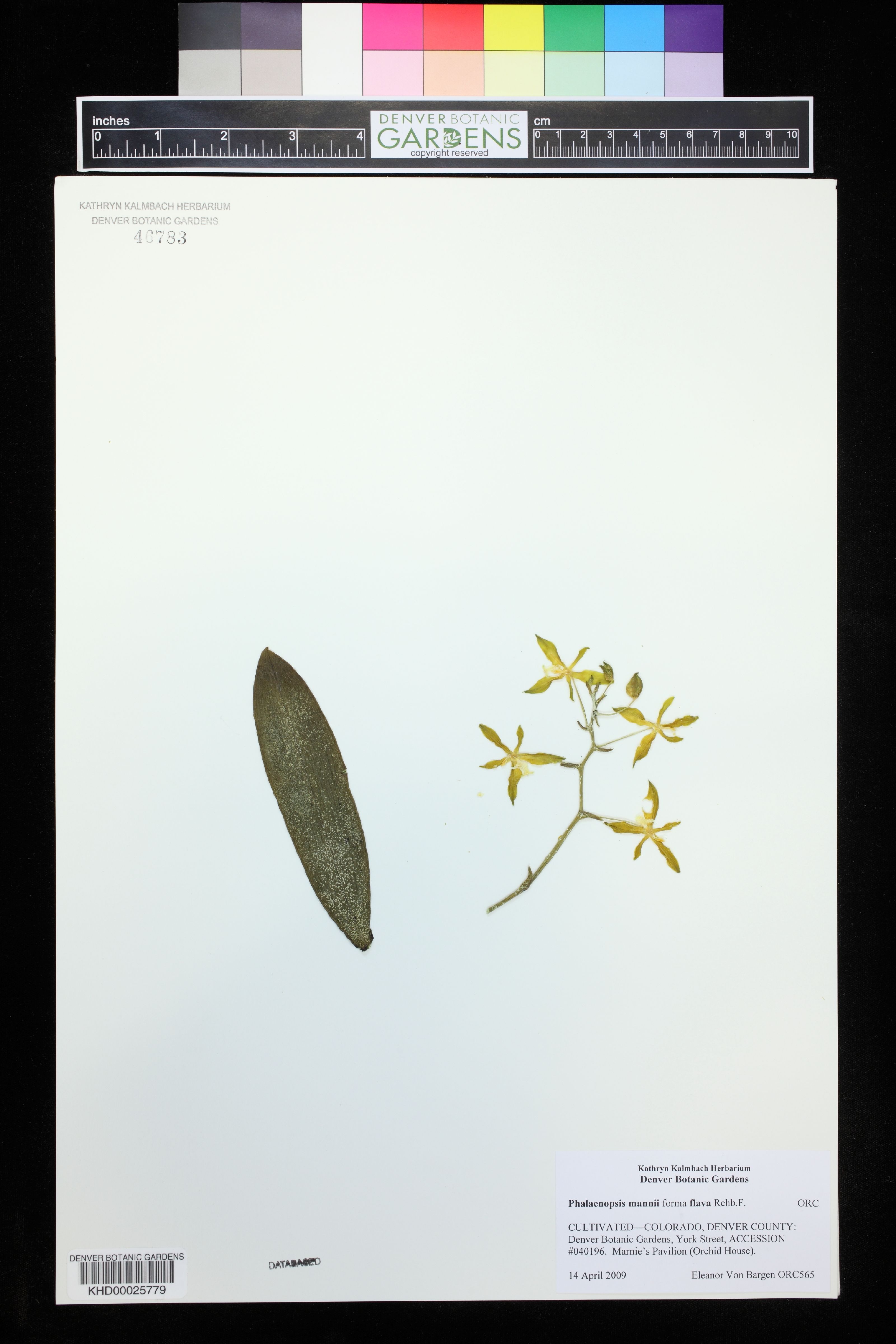Phalaenopsis Mannii