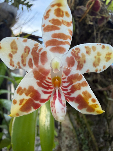 Phalaenopsis Amboinensis