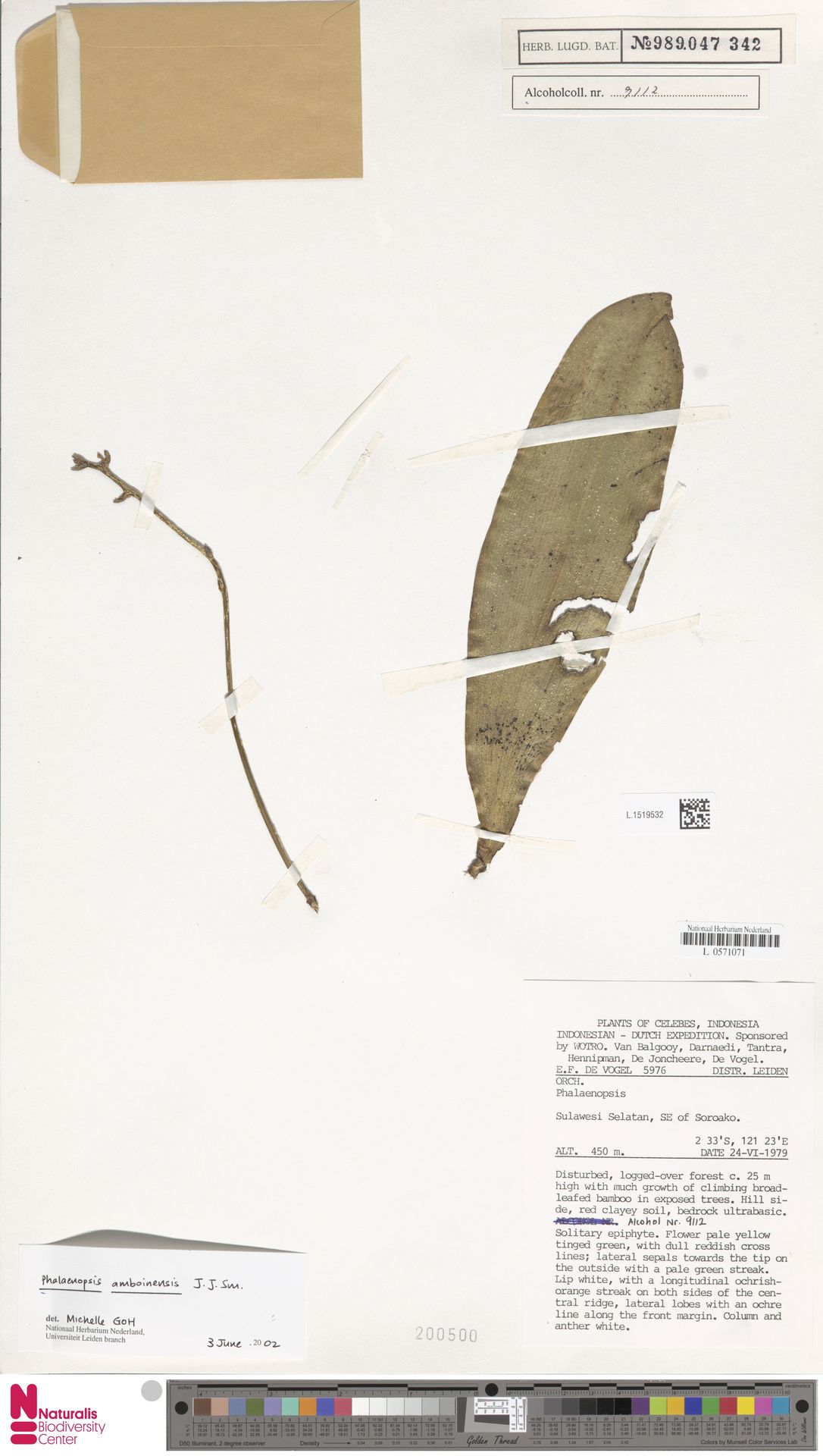 Phalaenopsis Amboinensis