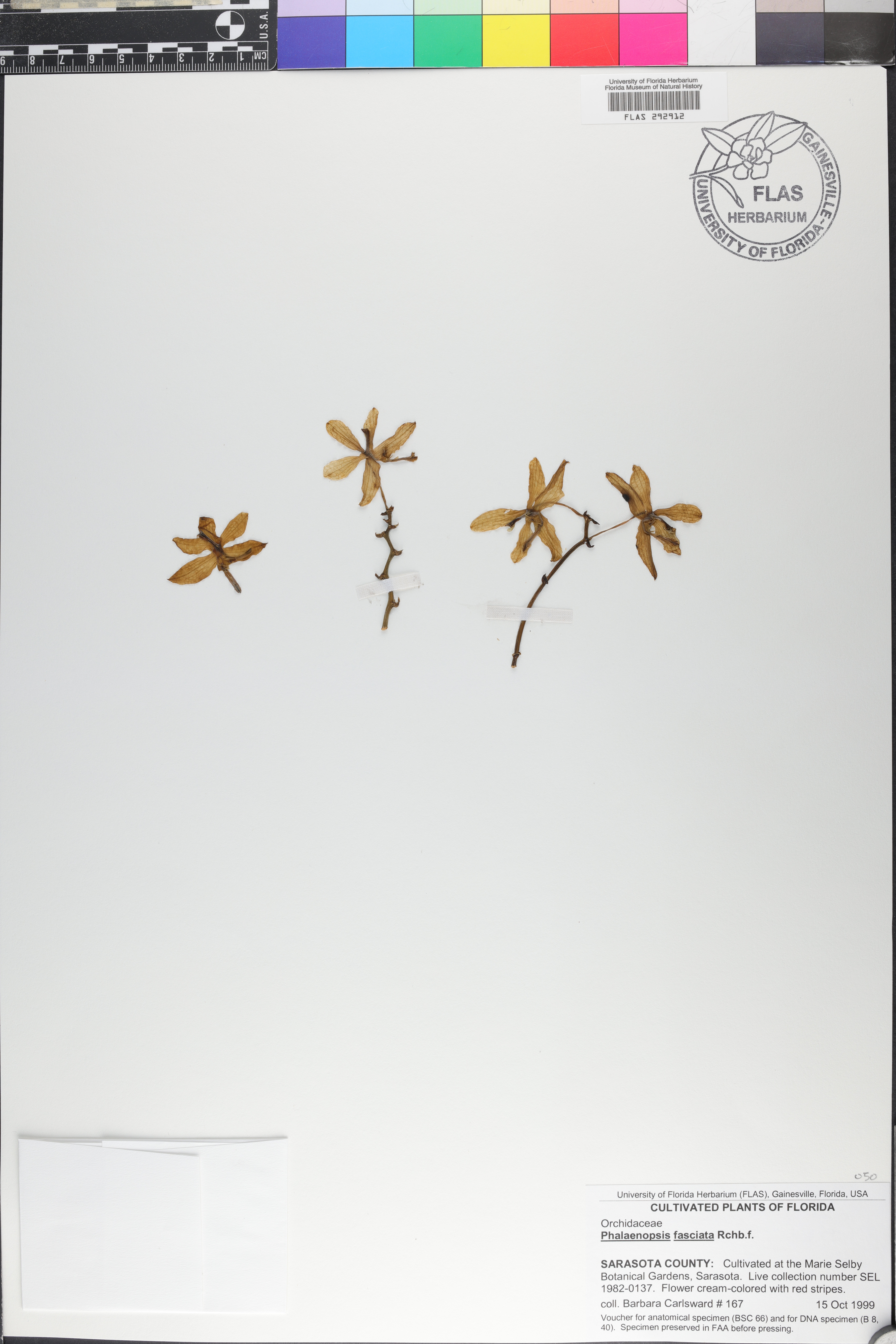 Phalaenopsis Fasciata