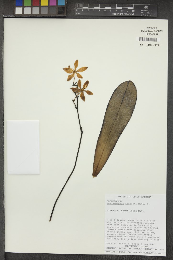 Phalaenopsis Fasciata