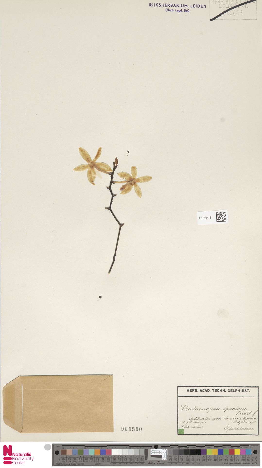 Phalaenopsis Tetraspis