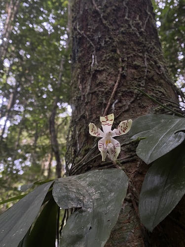 Phalaenopsis Sumatrana
