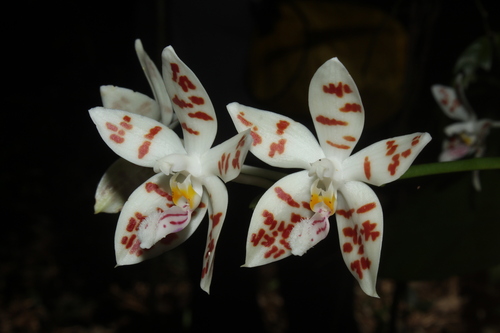 Phalaenopsis Sumatrana