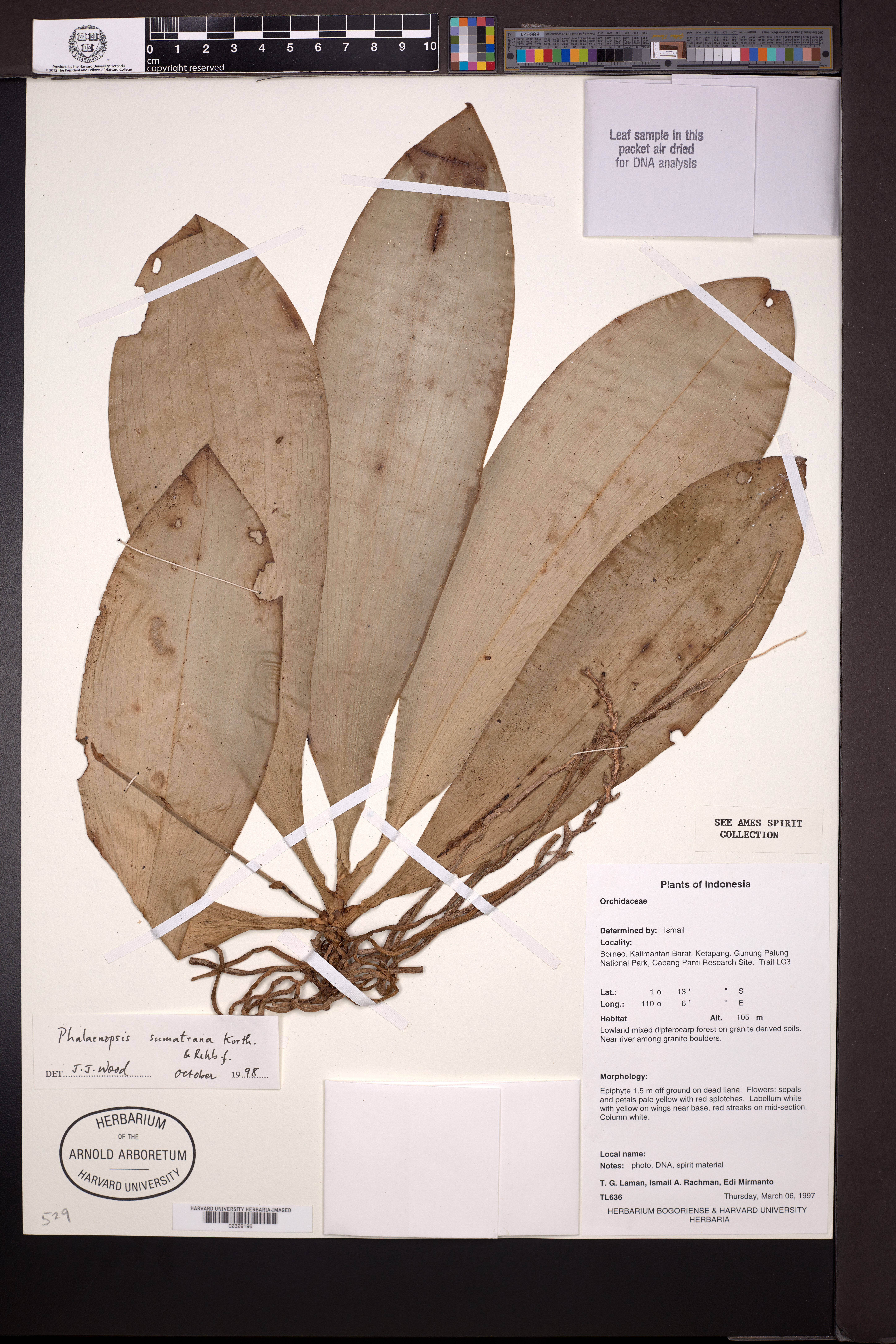 Phalaenopsis Sumatrana