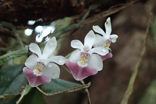 Phalaenopsis Parishii
