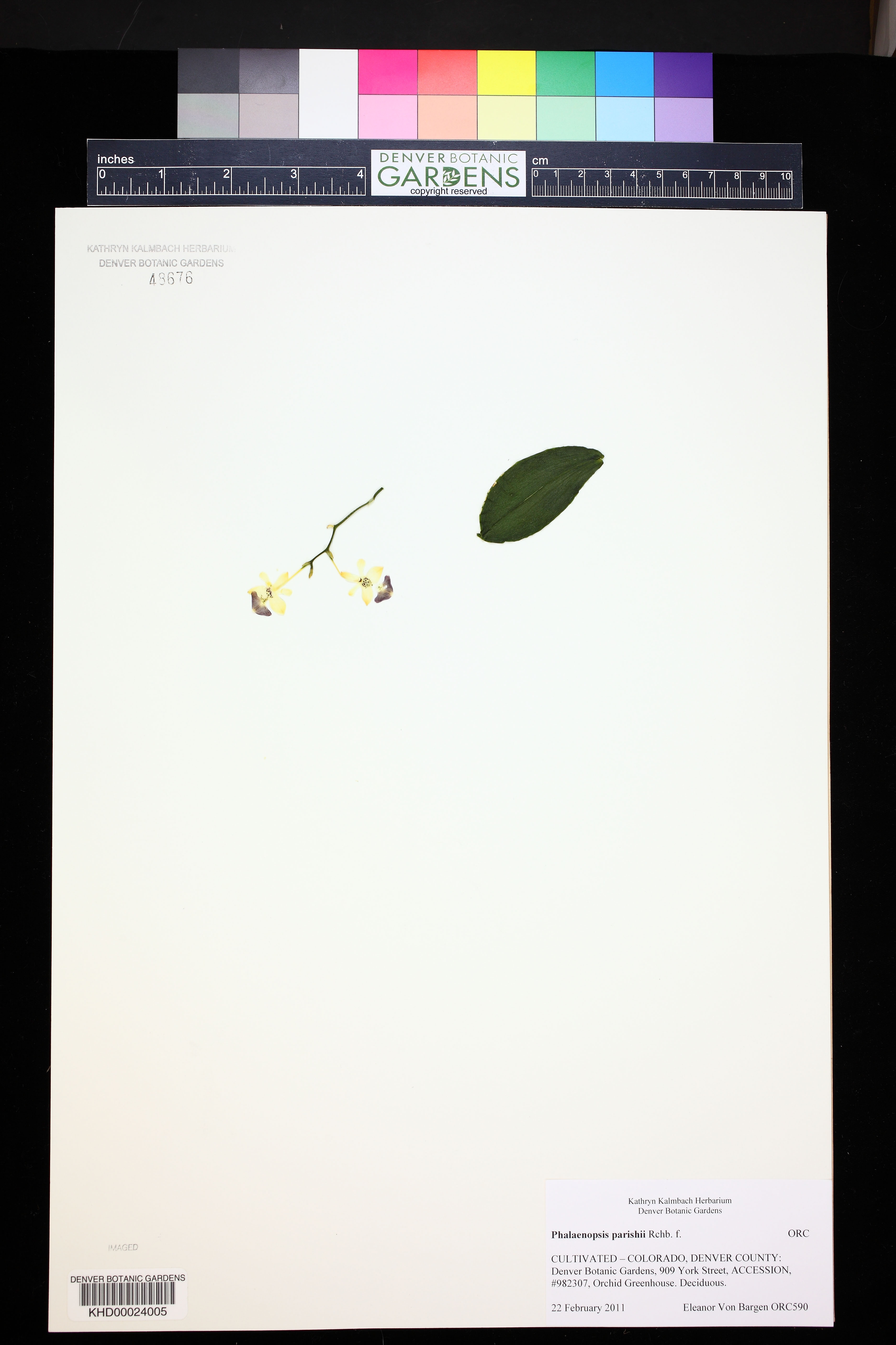 Phalaenopsis Parishii