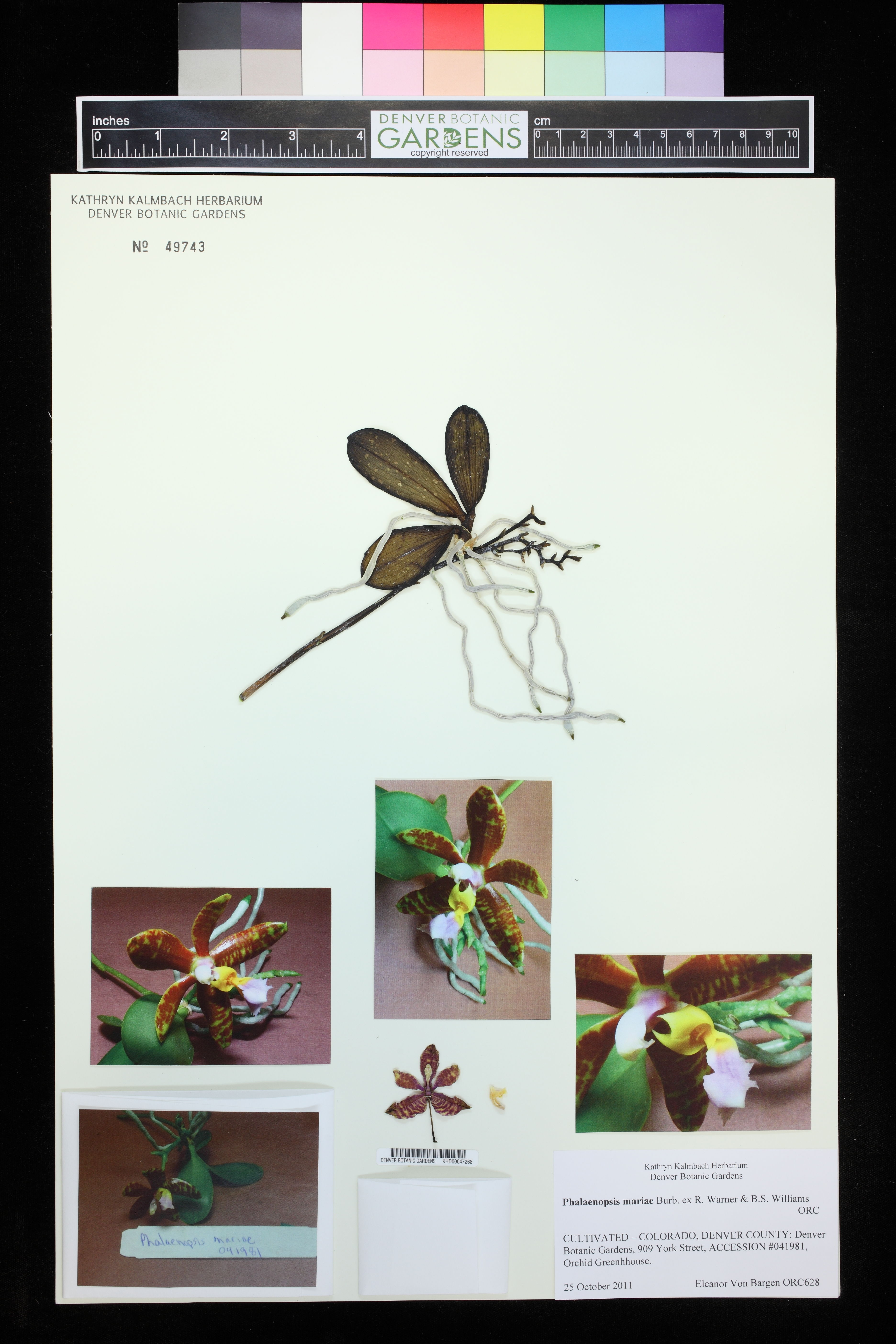 Phalaenopsis Mariae