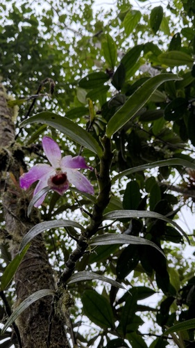 Dendrobium Nobile (Olho de Boneca)