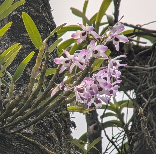 Dendrobium Nobile (Olho de Boneca)