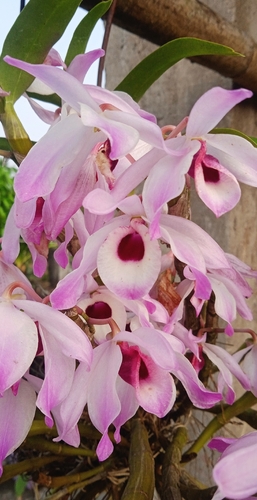 Dendrobium Nobile (Olho de Boneca)