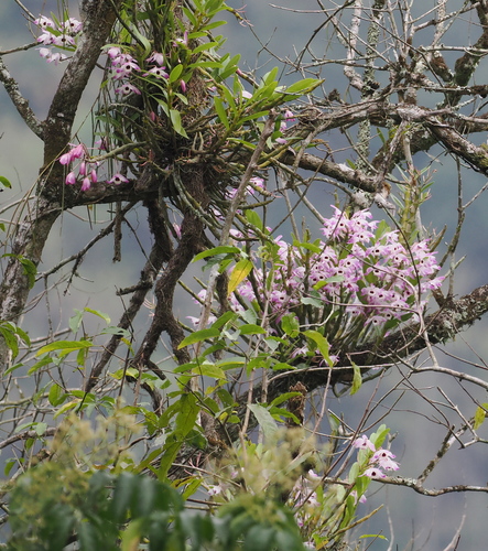 Dendrobium Nobile (Olho de Boneca)