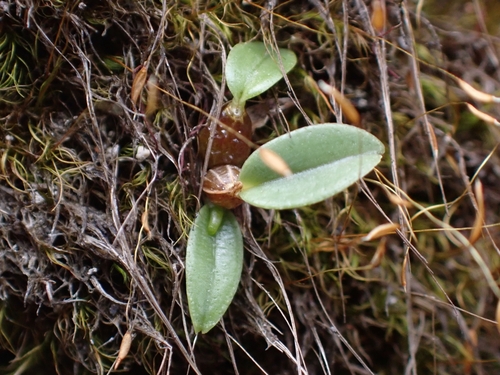 Dendrobium Kingianum