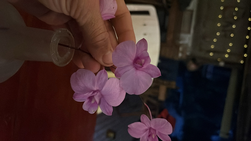 Dendrobium Bigibbum (Orquídea de Cooktown)