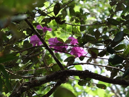 Dendrobium Bigibbum (Orquídea de Cooktown)