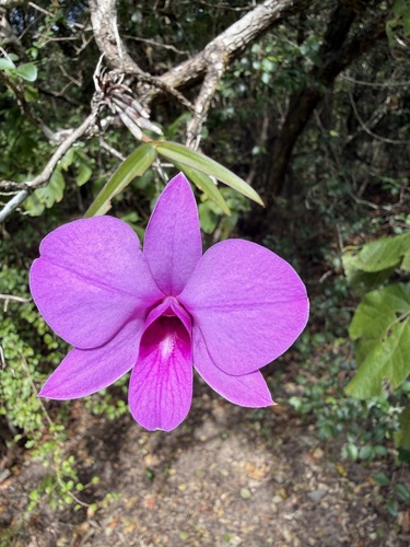 Dendrobium Bigibbum (Orquídea de Cooktown)