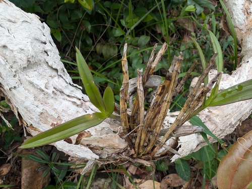 Dendrobium Bigibbum (Orquídea de Cooktown)