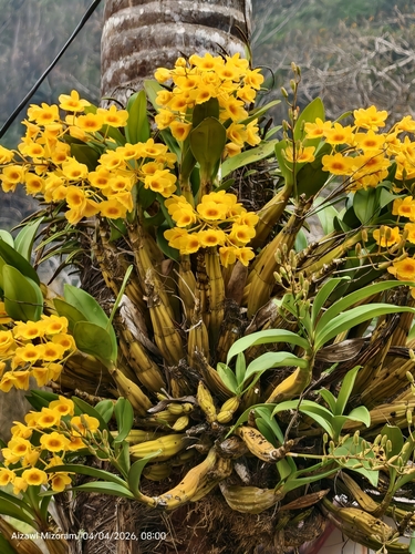 Dendrobium Chrysotoxum