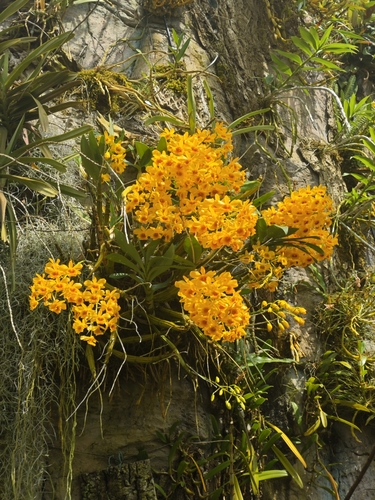 Dendrobium Chrysotoxum