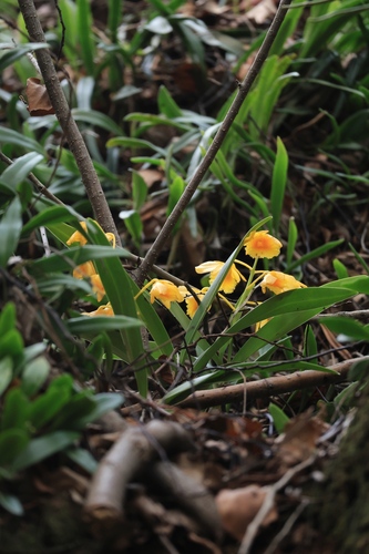 Dendrobium Chrysotoxum