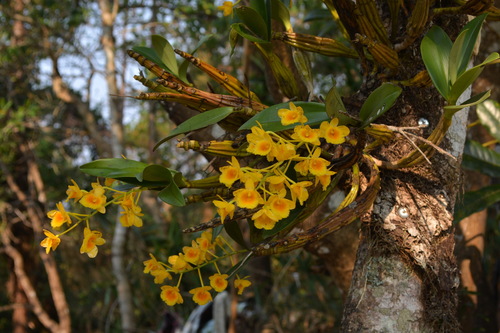 Dendrobium Chrysotoxum