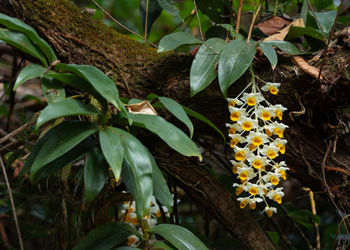 Dendrobium Thyrsiflorum
