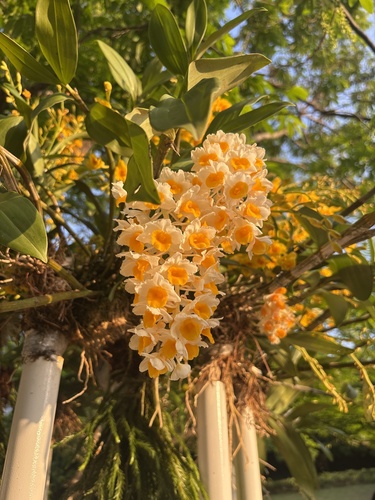 Dendrobium Thyrsiflorum