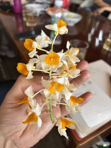 Dendrobium Thyrsiflorum