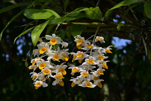 Dendrobium Thyrsiflorum