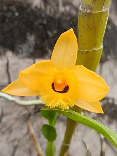 Dendrobium Fimbriatum