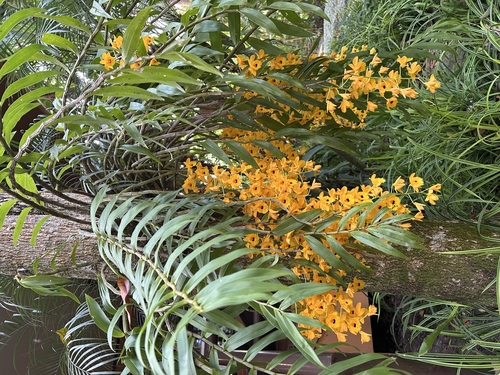 Dendrobium Fimbriatum