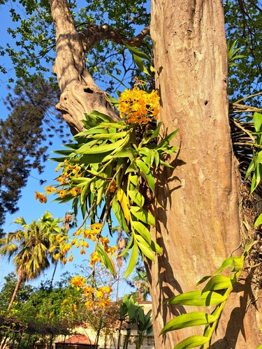 Dendrobium Fimbriatum