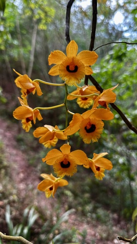 Dendrobium Fimbriatum