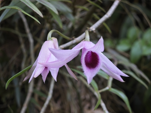 Dendrobium Anosmum