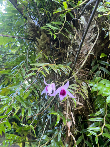 Dendrobium Anosmum
